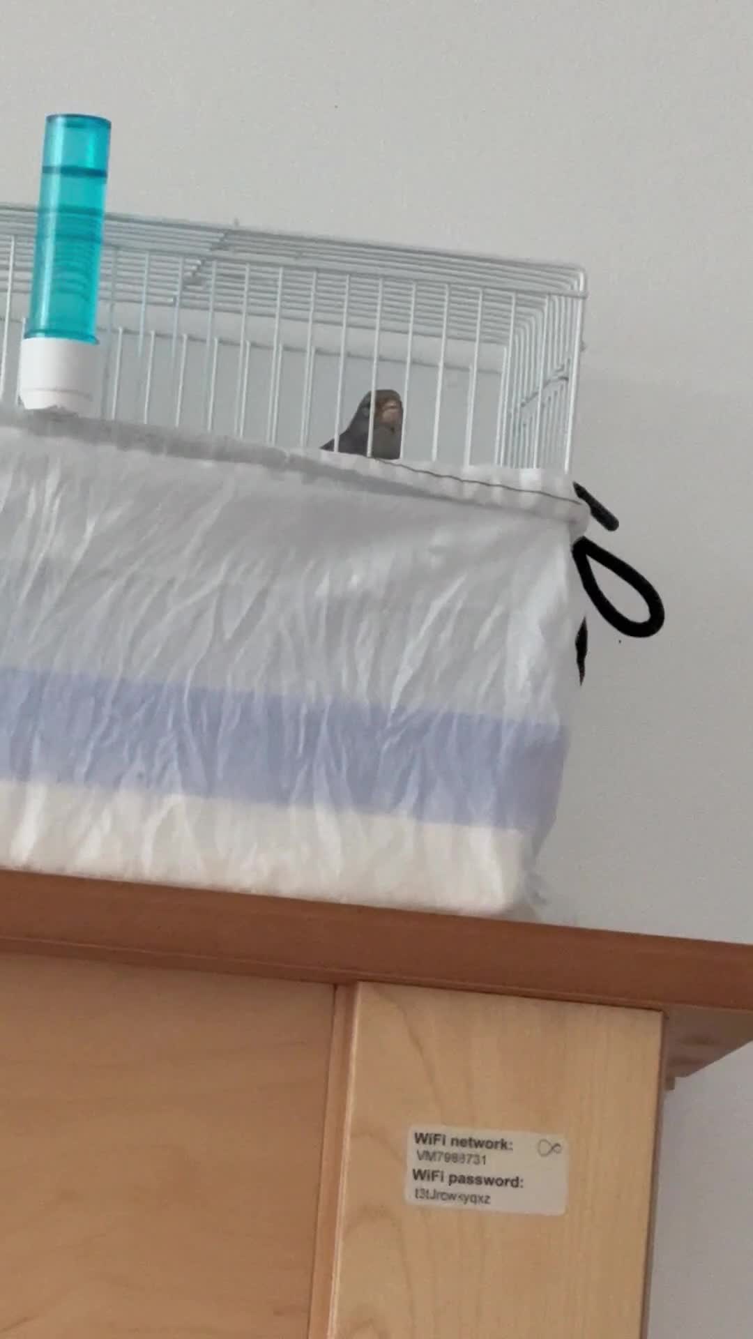 Canaries birds for sale: Canarie - Video 1