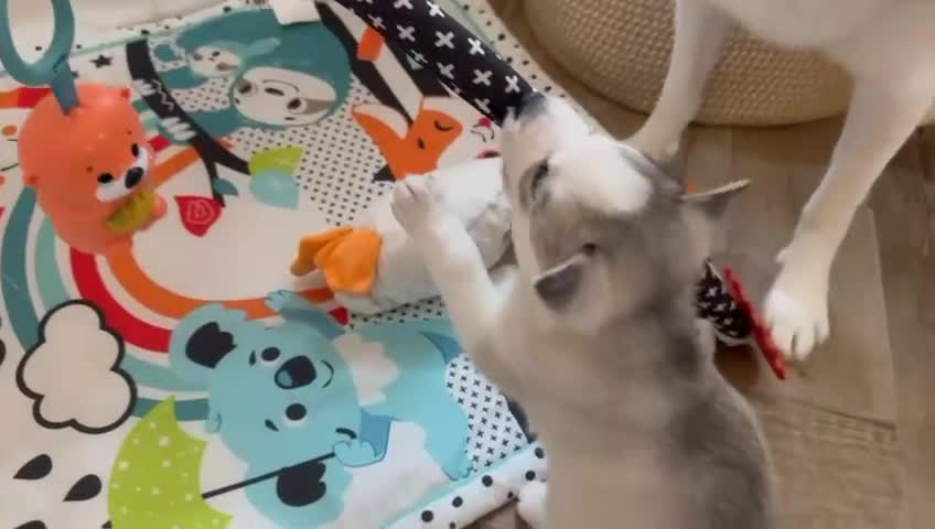 Siberian Husky dogs for sale: Pure Siberian Huskies 3 Puppies - Video 2