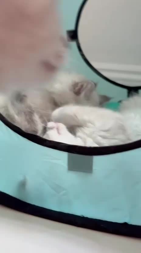 Ragdoll cats for sale: 💜 Stunning Lilac Ragdoll Kitten Boy - Video 1