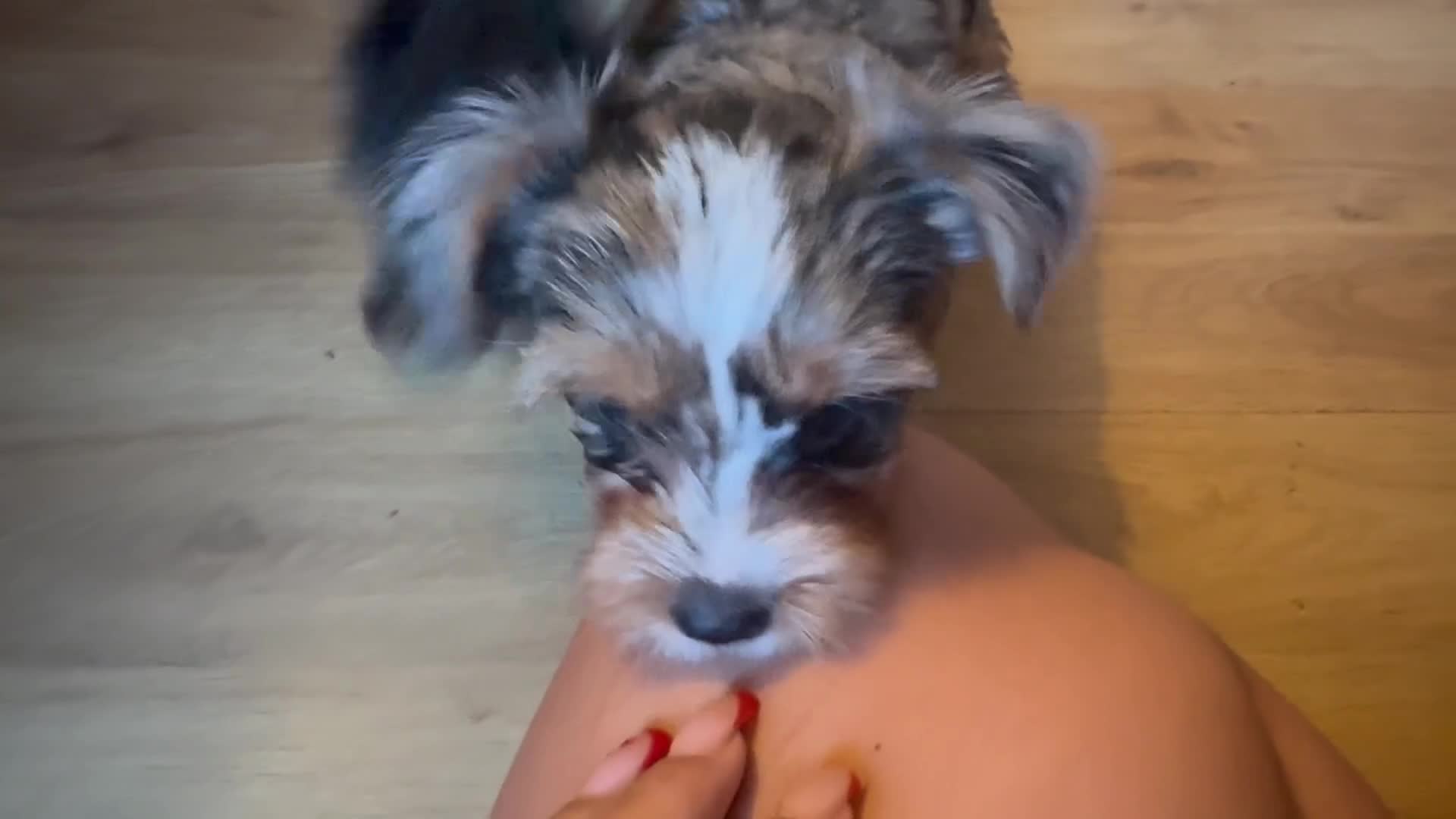 Yorkshire Terrier dogs for sale: Chocolate Merle yorkshire terrier  - Video 2