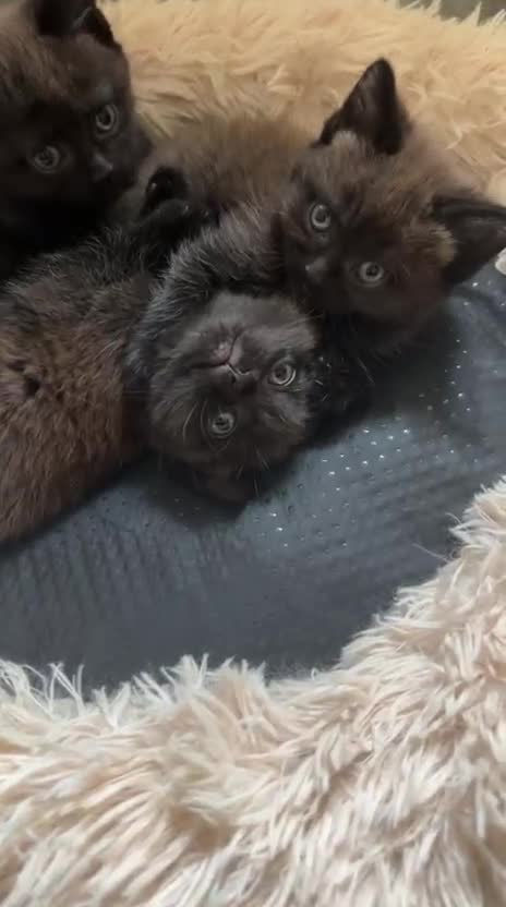 British Longhair cats for sale: The male bobby female no names - Video 1