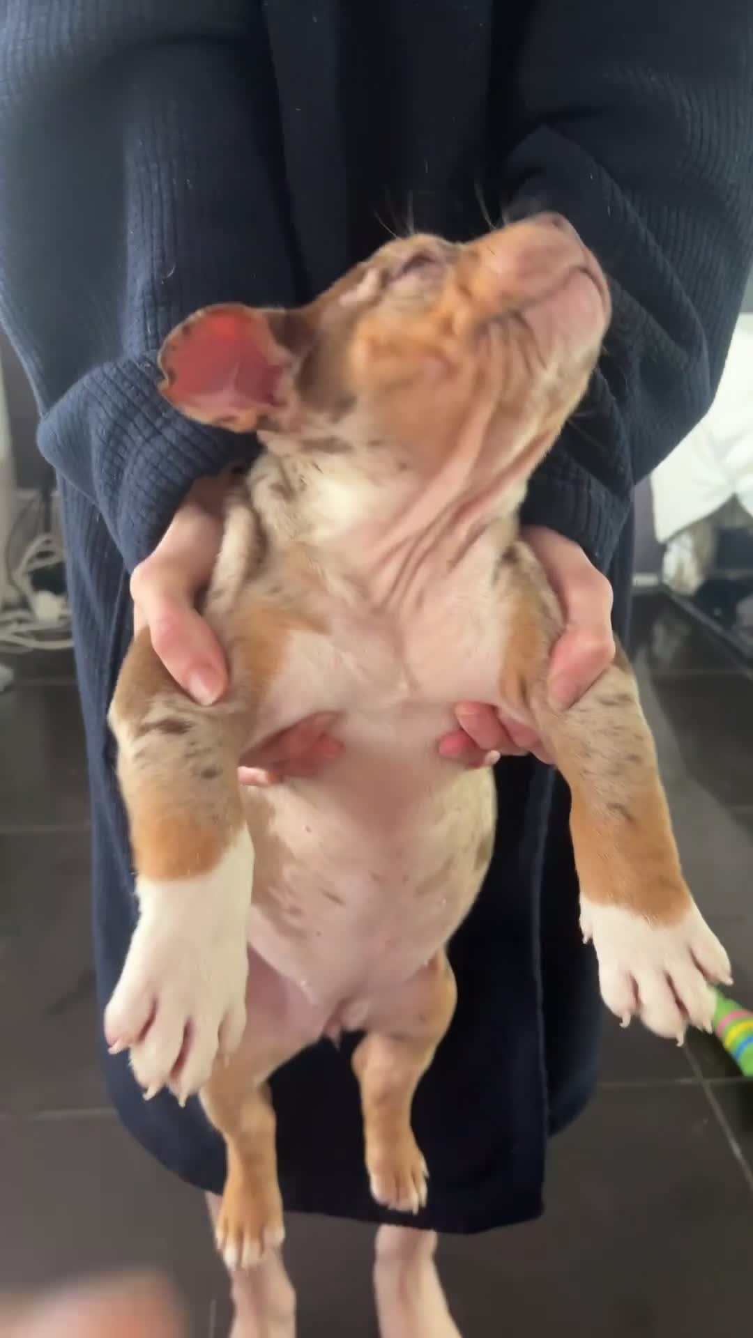 American Bully dogs for sale: Pocket Bully Litter - Video 4