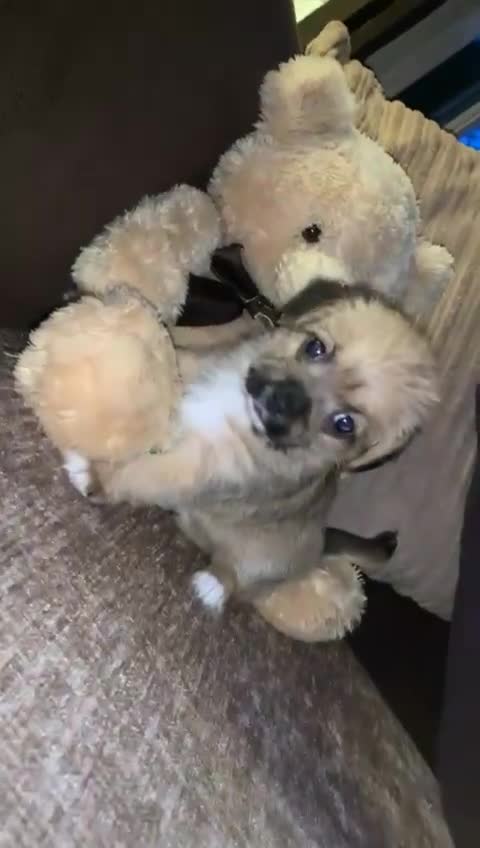 Mixed Breed dogs for sale: Pup’s for sale  - Video 1