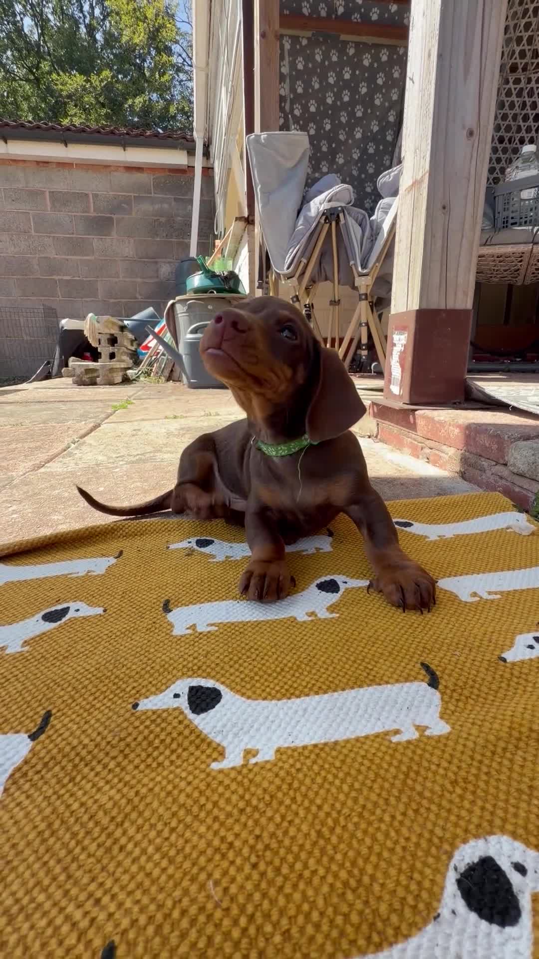 Miniature Dachshund dogs for sale: Mini Daschunds for Sale - Video 1