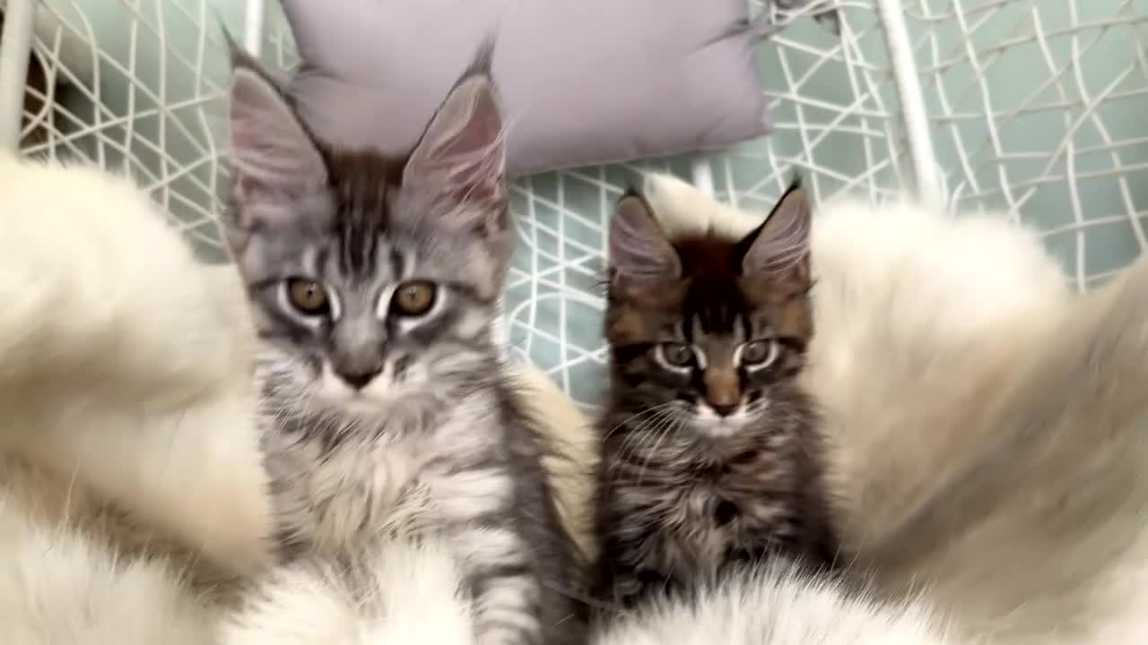 Maine Coon cats for sale: 1 ACTIVE TICA Registered Mainecoon kittens  - Video 2