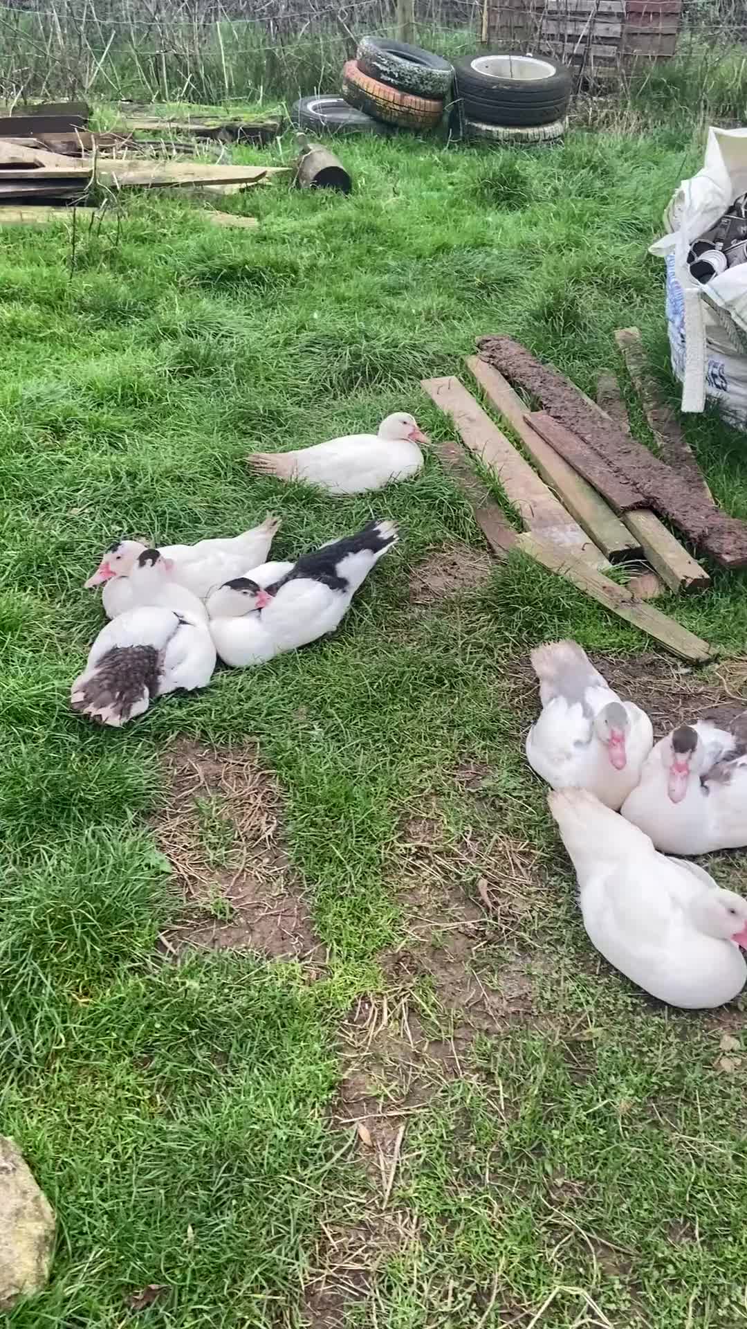 Ducks poultry for sale: Pure Muscovy ducks for sale - Video 1