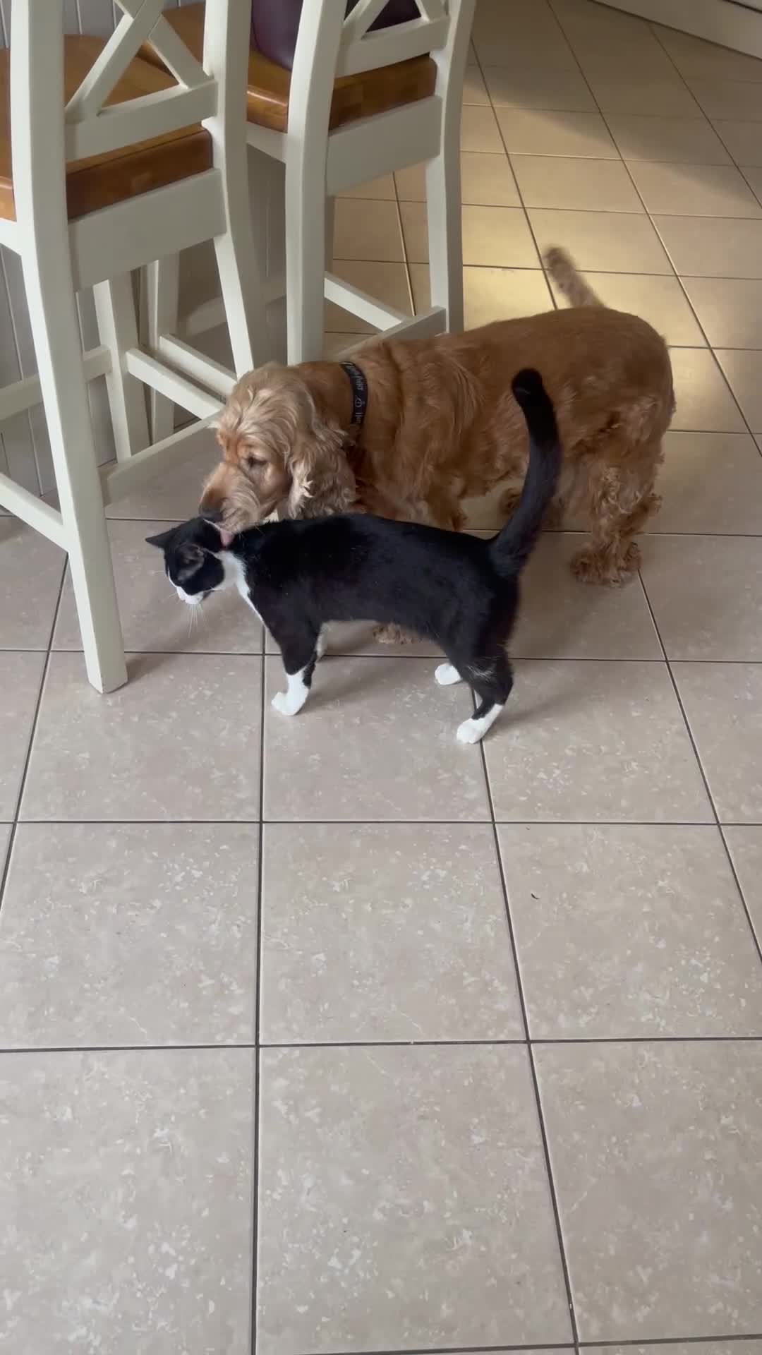 Mixed Breed cats for sale: Looking for a good home  - Video 1