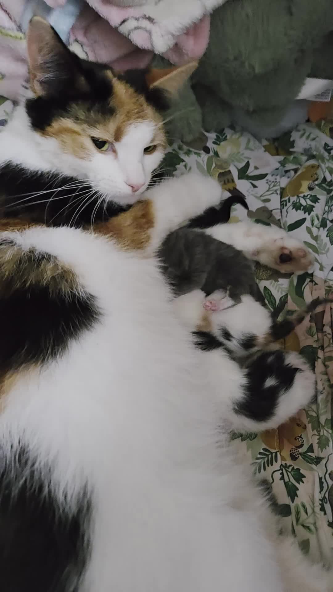 Mixed Breed cats for sale: Beautiful kittens looking for their forever home in Melksham - Video 1