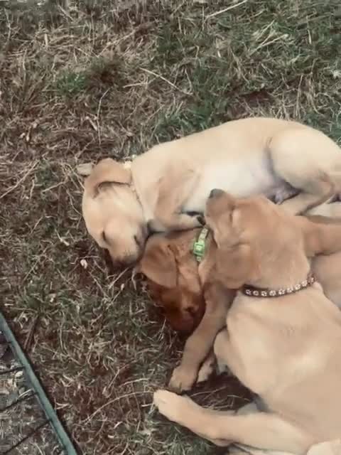 Labrador Retriever dogs for sale: Lady Luck (Miss Pink)-Grace (Kësem) - Video 1
