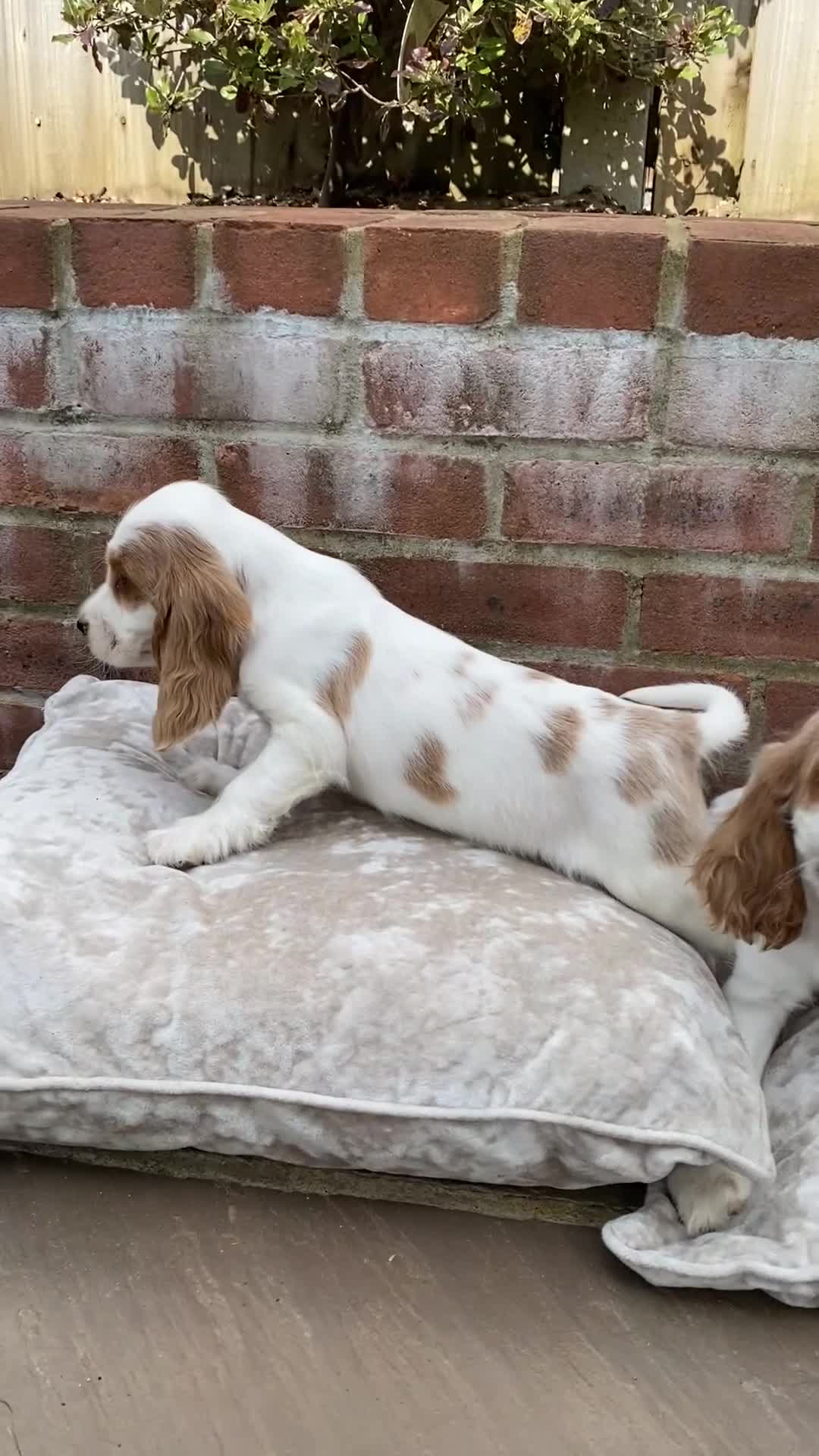 Cocker Spaniel dogs for sale: OUT STANDING  GORGEOUS SHOW TYPE COCKER SPANIEL  - Video 1