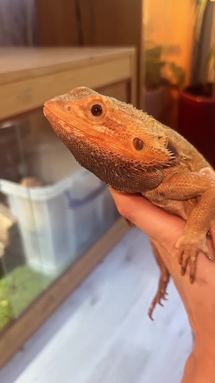 Bearded Dragon reptiles for sale: Baby bearded dragons  - Video 1