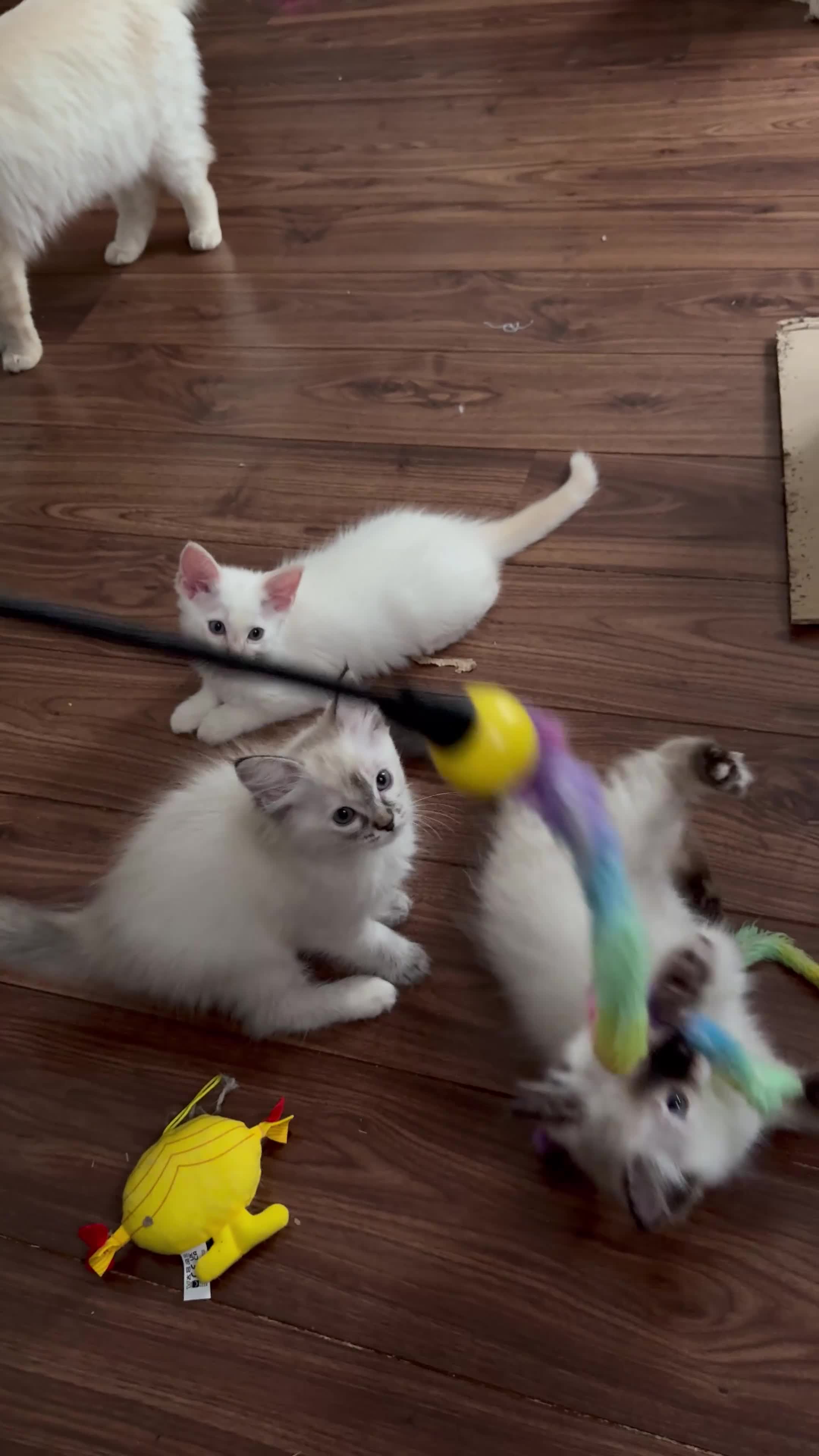 Ragdoll cats for sale: Pedigree Point Ragdoll kittens  - Video 2