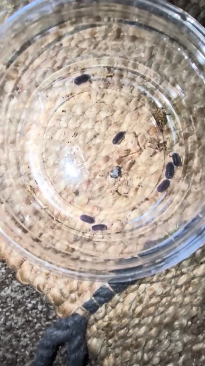 Isopods invertebrates for sale: Isoppds for sale  in Ayr - Video 1
