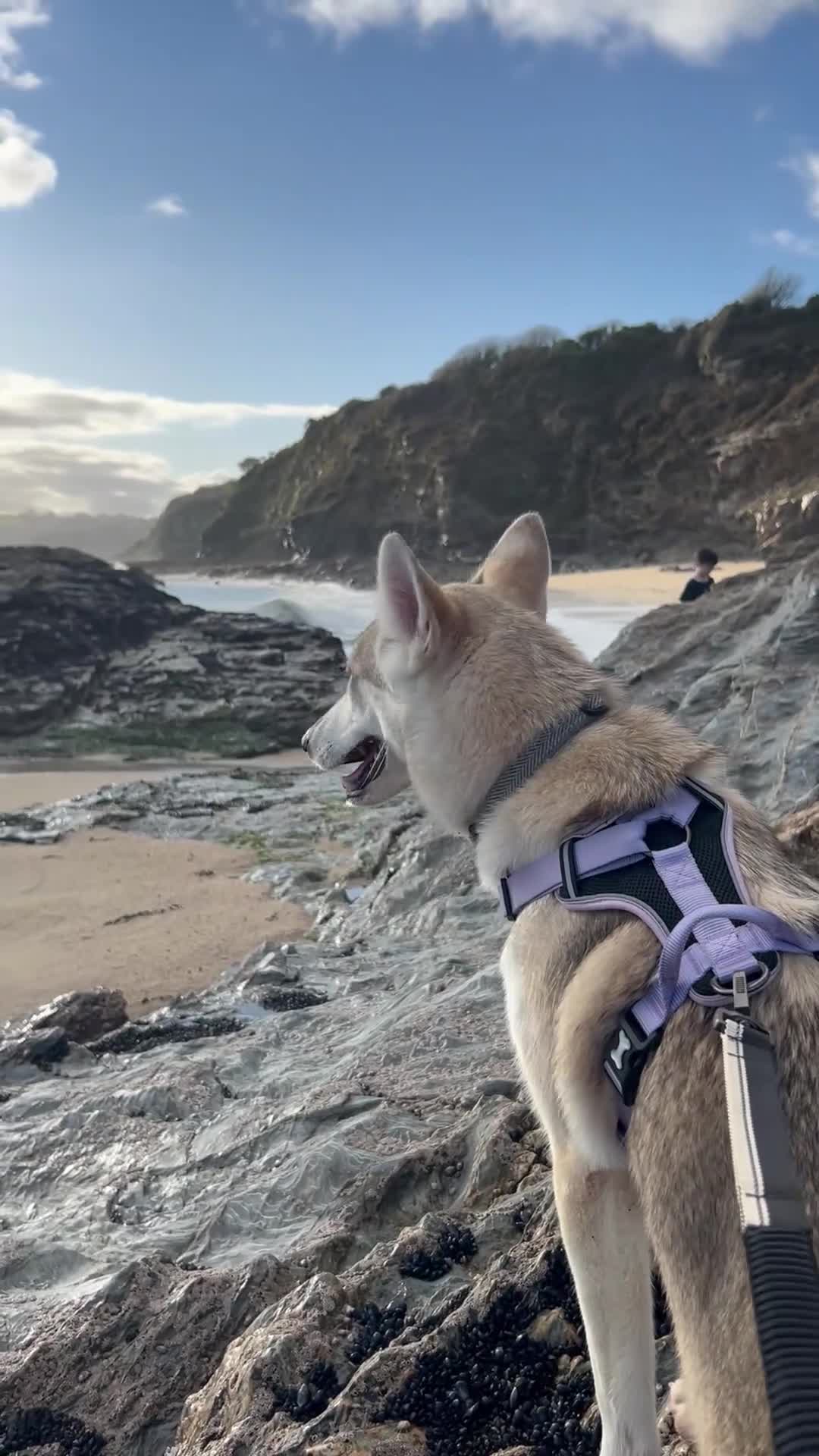 Mixed Breed dogs for sale: Northern Inuit Cross Breed - Video 1