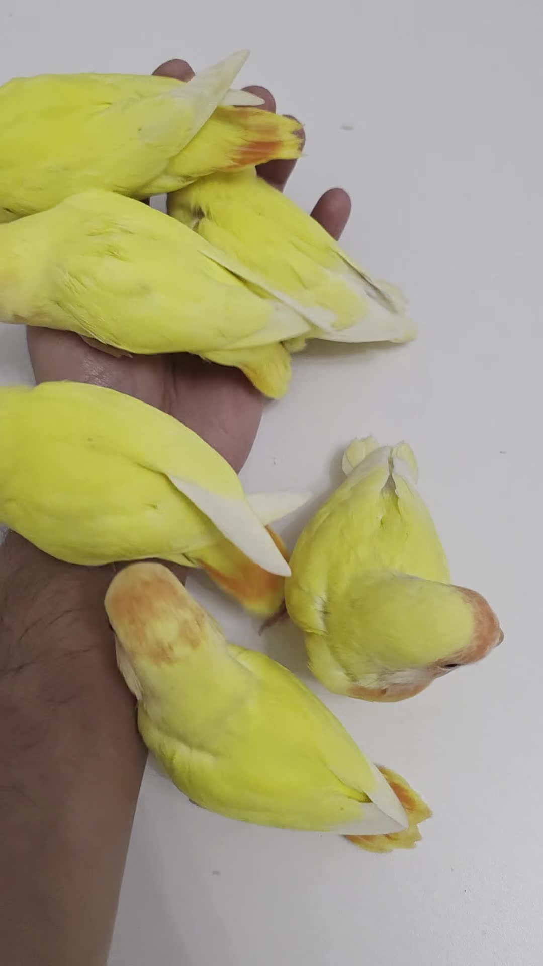 Lovebirds birds for sale: Super Tame, Hand-reared Baby Lovebirds - Video 2