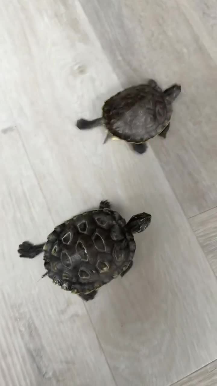 Terrapin reptiles for sale: 2x diamondback terrapins & juwel tank setup - Video 2