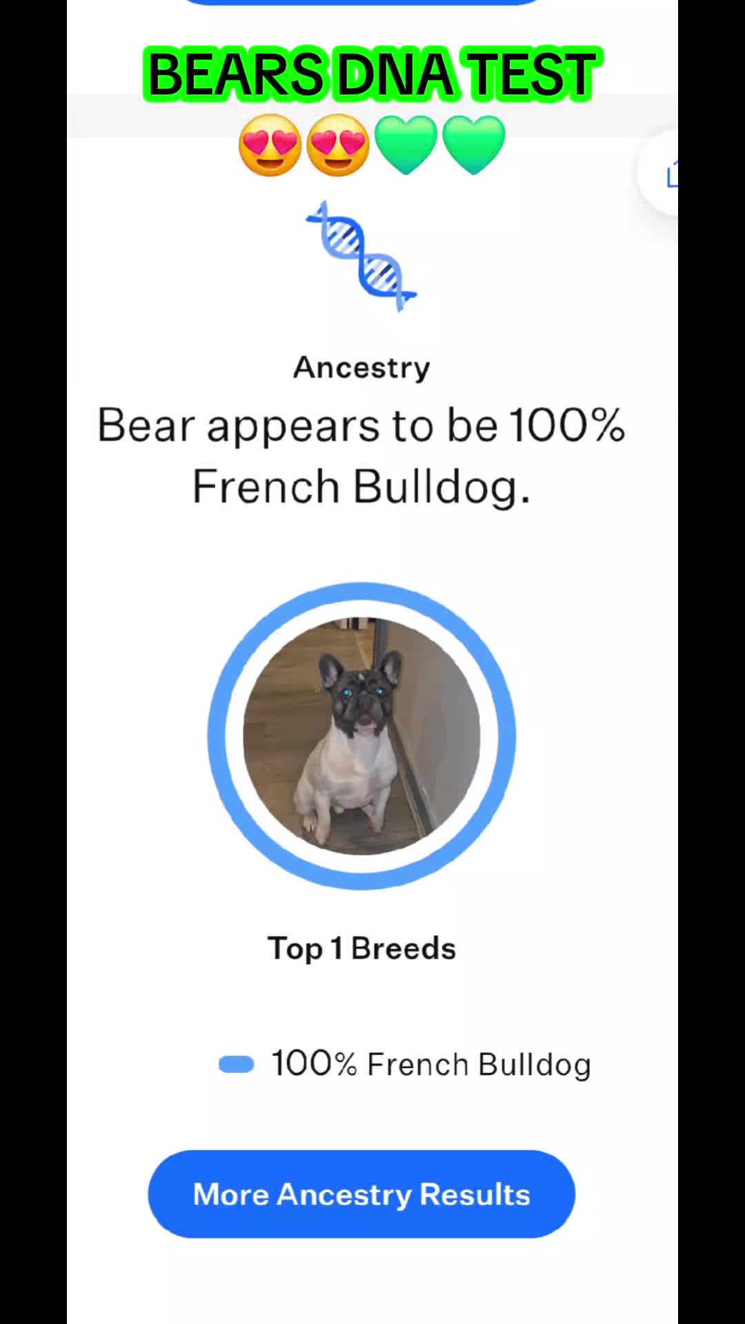 French Bulldog dogs for sale: Last 4 French bulldogs reduced  - Video 2