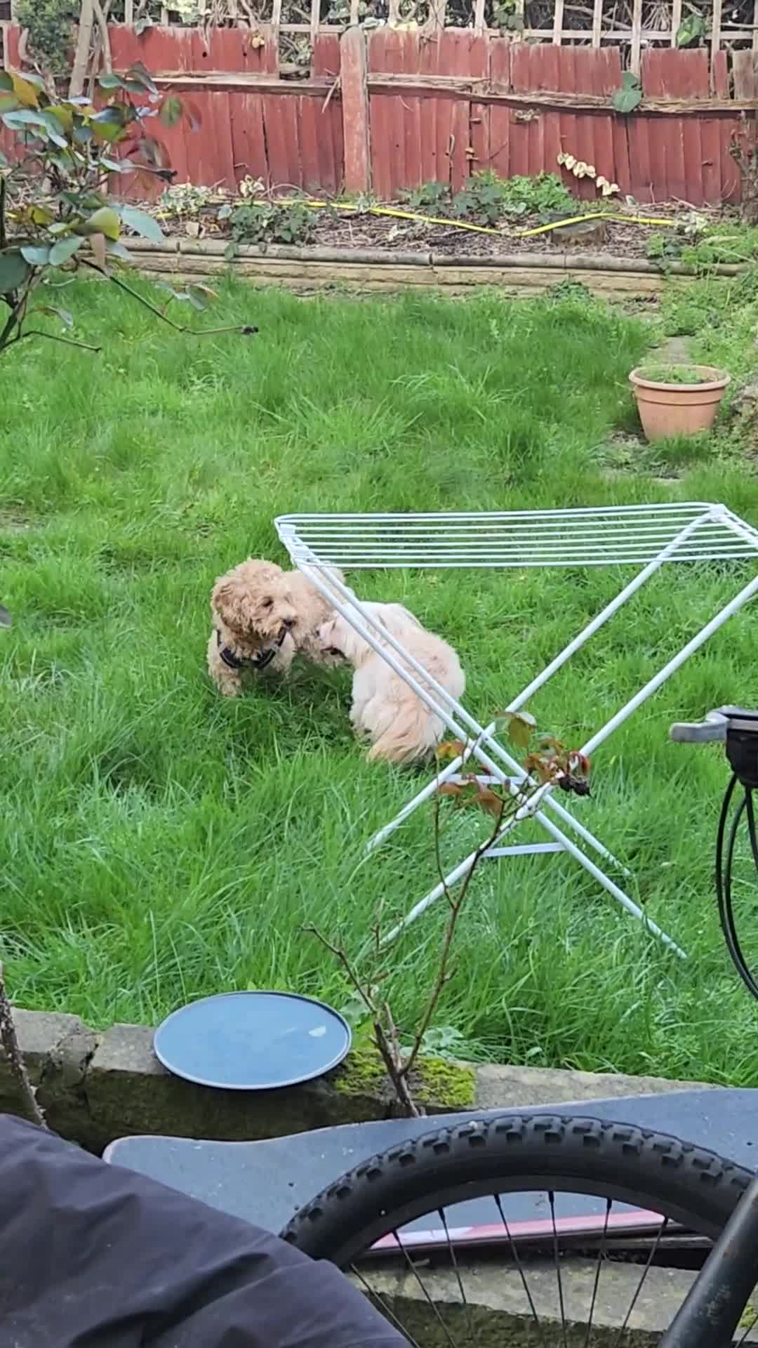 Maltipoo dogs for sale: Maltipoo Puppies – Ready for Loving Homes July 🐾 - Video 1