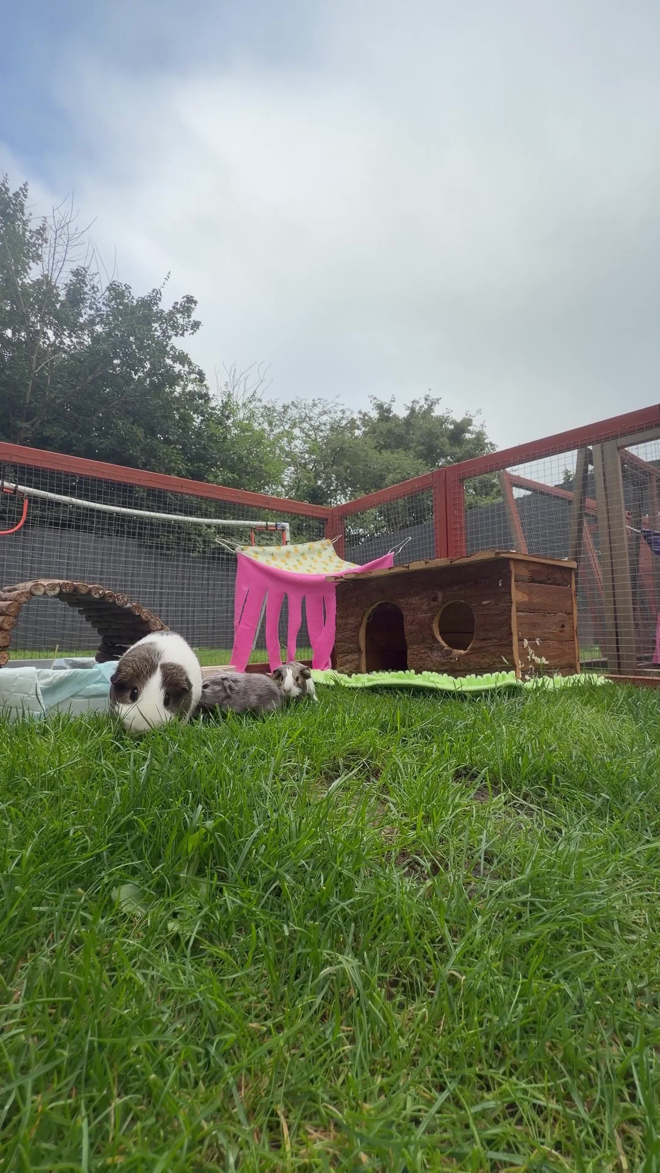 Guinea Pig rodents for sale: Baby boy guinea pigs for sale - Video 2