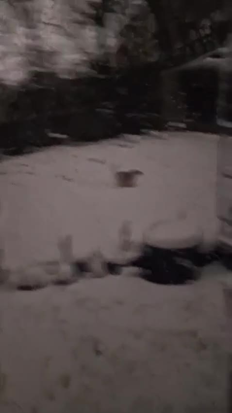 Pomchi dogs for adoption: ✨Meet NIRVANA, a Beautiful Lady for a Loving Home✨ in Nottingham - Video 3