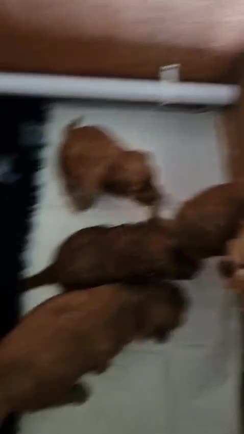 Cockapoo dogs for sale: Show Cockapoo puppies F1 - Video 1