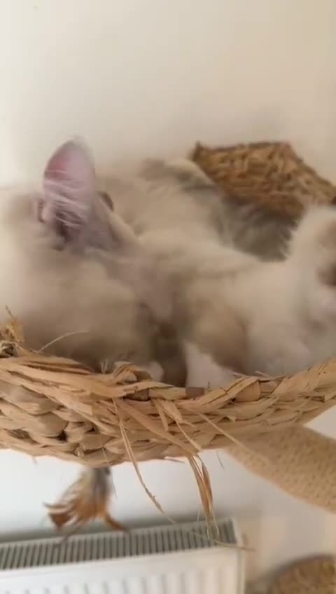 Ragdoll cats for sale: Adorable Loving blue mitted lynx - Video 1