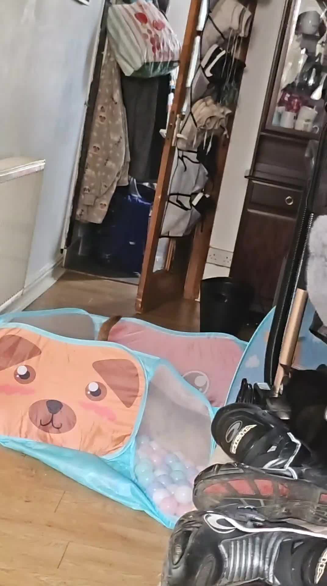 Dachshund dogs for sale: Loving, cuddly, loyal Dachshund- Dash for rehoming in Loughborough - Video 3