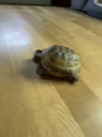 Tortoise reptiles for sale: Tortoise  in Leicester - Video 1