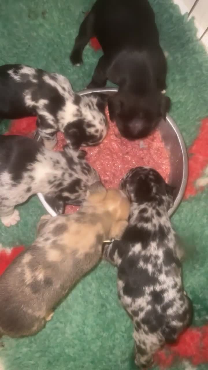 Mixed Breed dogs for sale: Gorgeous litter of frenchieX  - Video 2