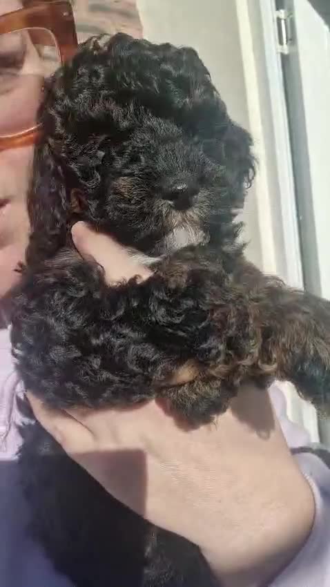 Poochon dogs for sale: F1b Toy Poochon pups - Video 5