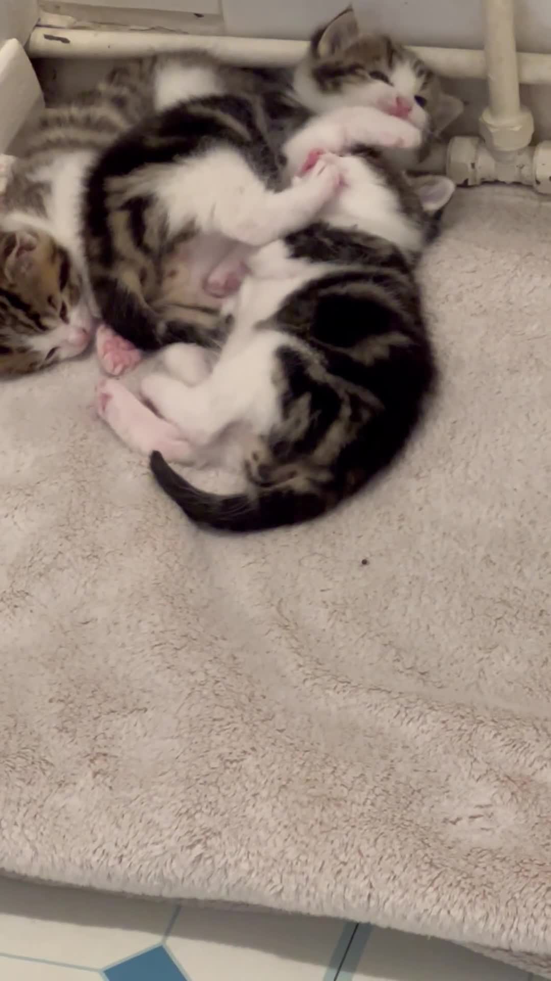 Mixed Breed cats for sale: READY NOW, 3 BEAUTIFUL TABBY BOYS (with Bengal)  - Video 2