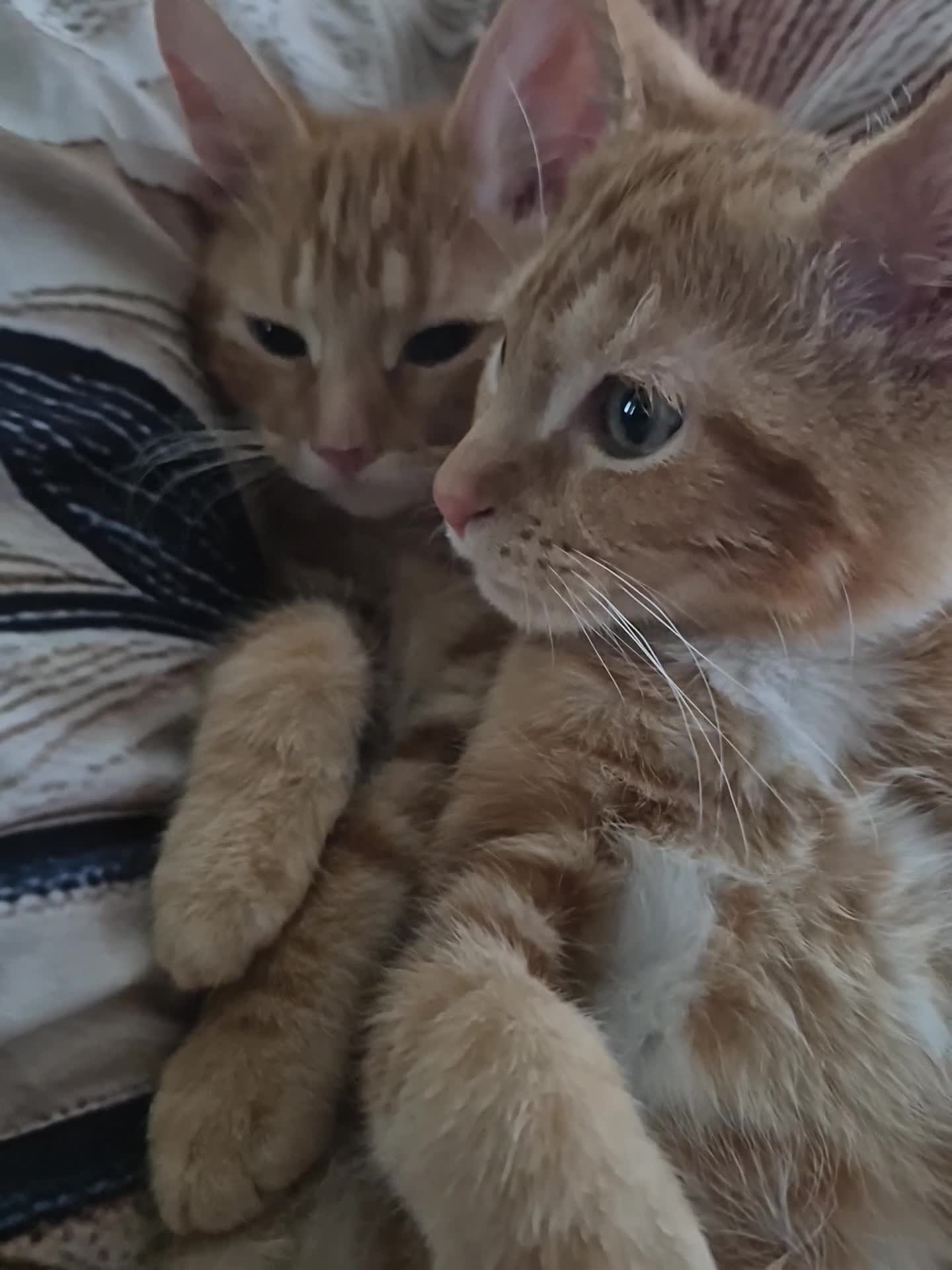 Turkish Angora cats for sale: Beautiful Turkish Angora- British Longhair Kittesn - Video 1