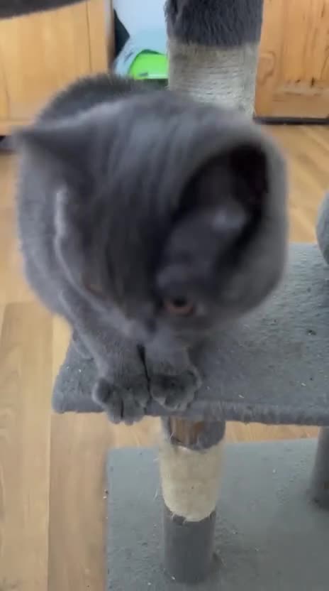 British Shorthair cats for sale: 🏆CHAMPION BLOODLINE 🏆 British shorthair  - Video 1