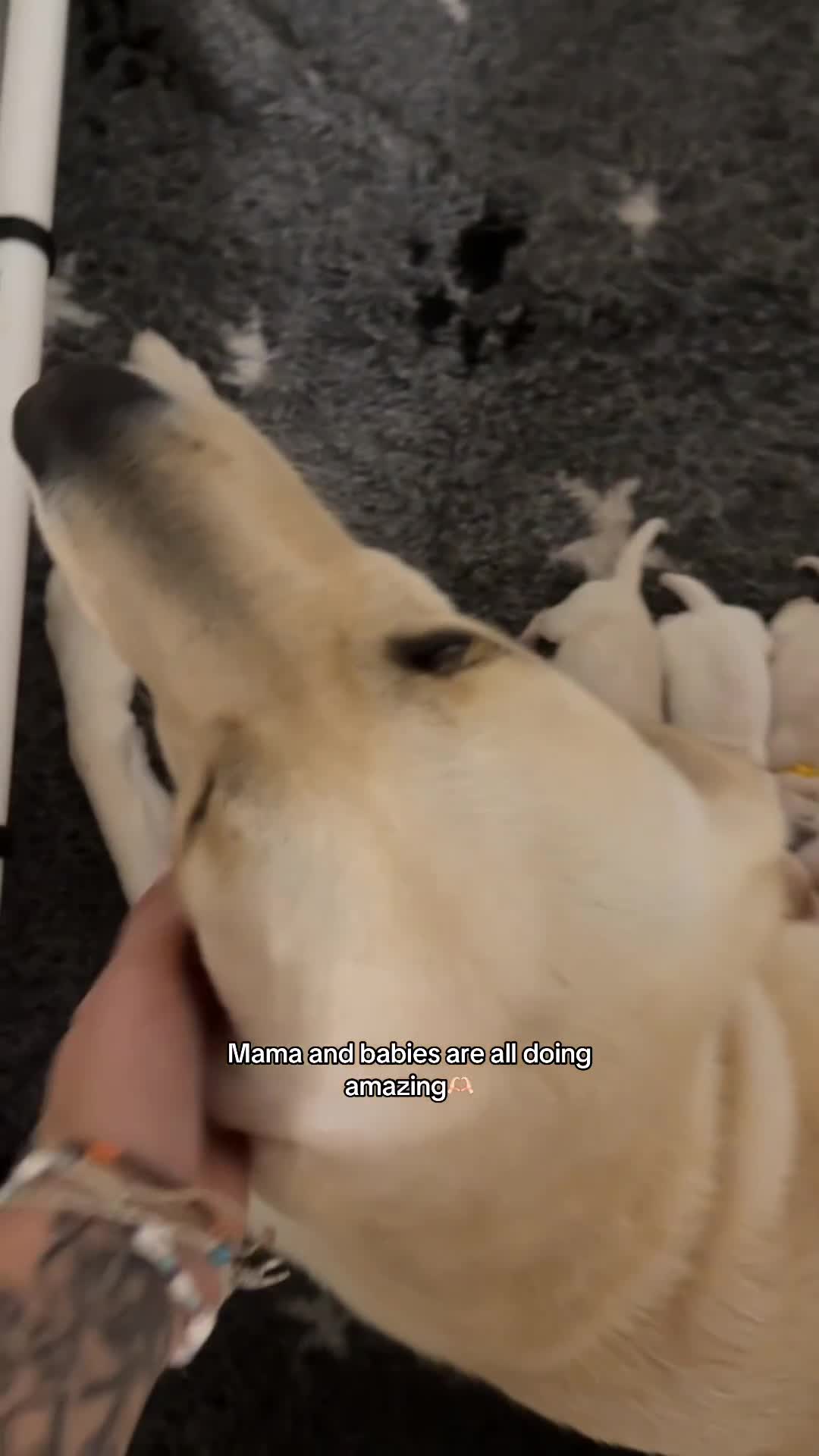Goldador dogs for sale: A Special Litter of Goldador Puppies - Video 2