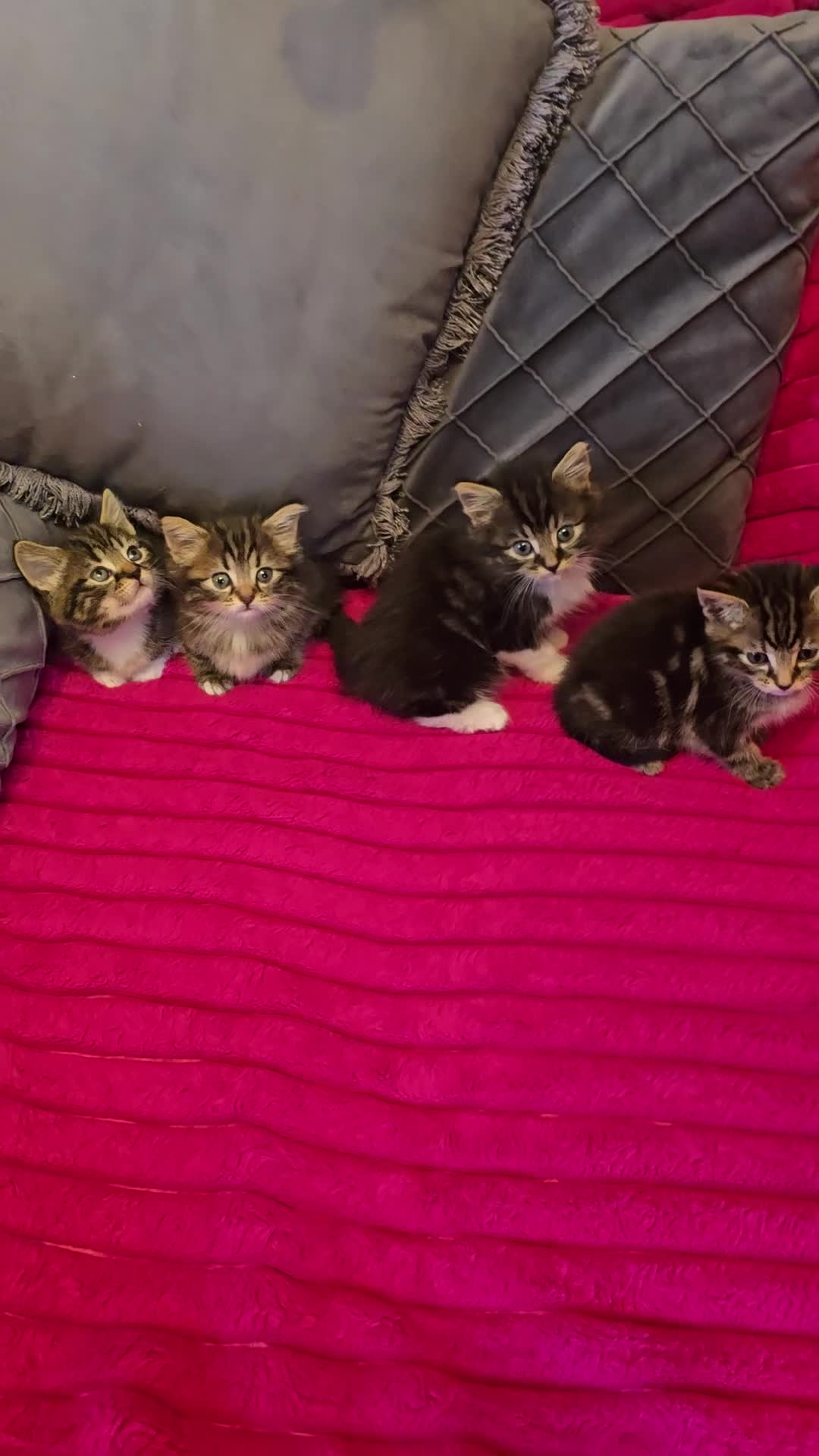 Siberian cats for sale: Adorable kittens Siberian mixt Maine Coon  - Video 1