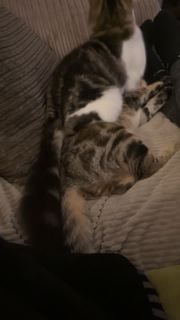 Mixed Breed cats for sale: 2 male cats  - Video 1