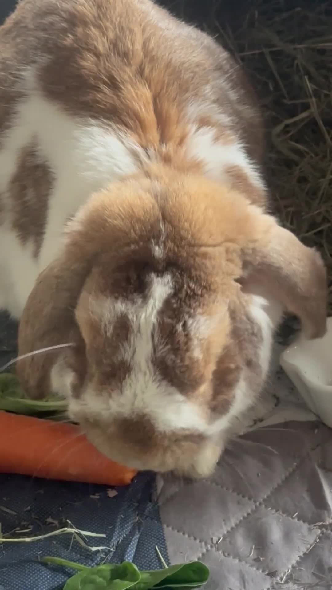 French Lop rabbits for sale: French lop eared male rabbit - Video 1