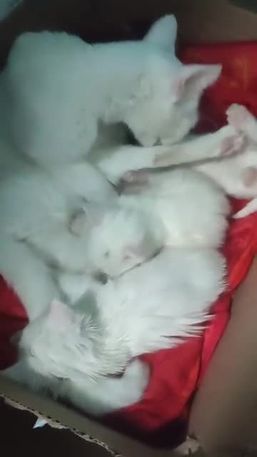 Siberian cats for sale: 4 kittens for sale 💘💖 - Video 1