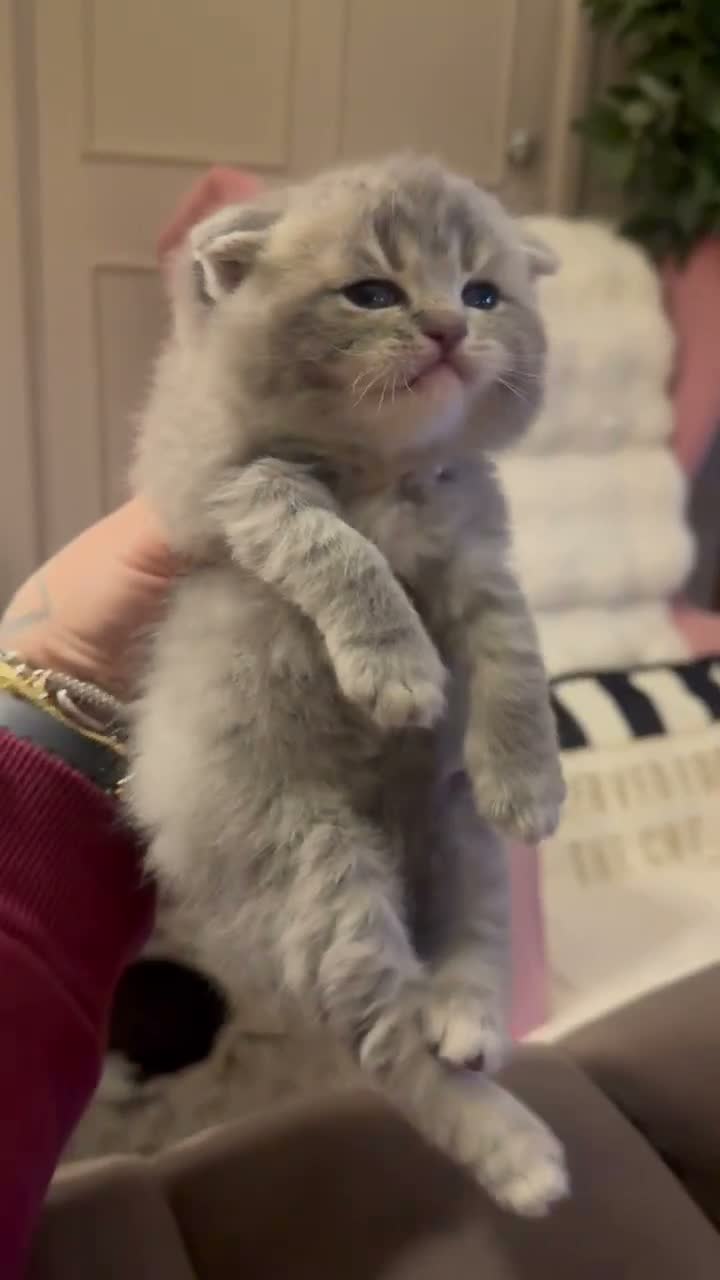 British Shorthair cats for sale: Outstanding Kittens Ready Before  ** 😻🐾🏆🥇 - Video 2