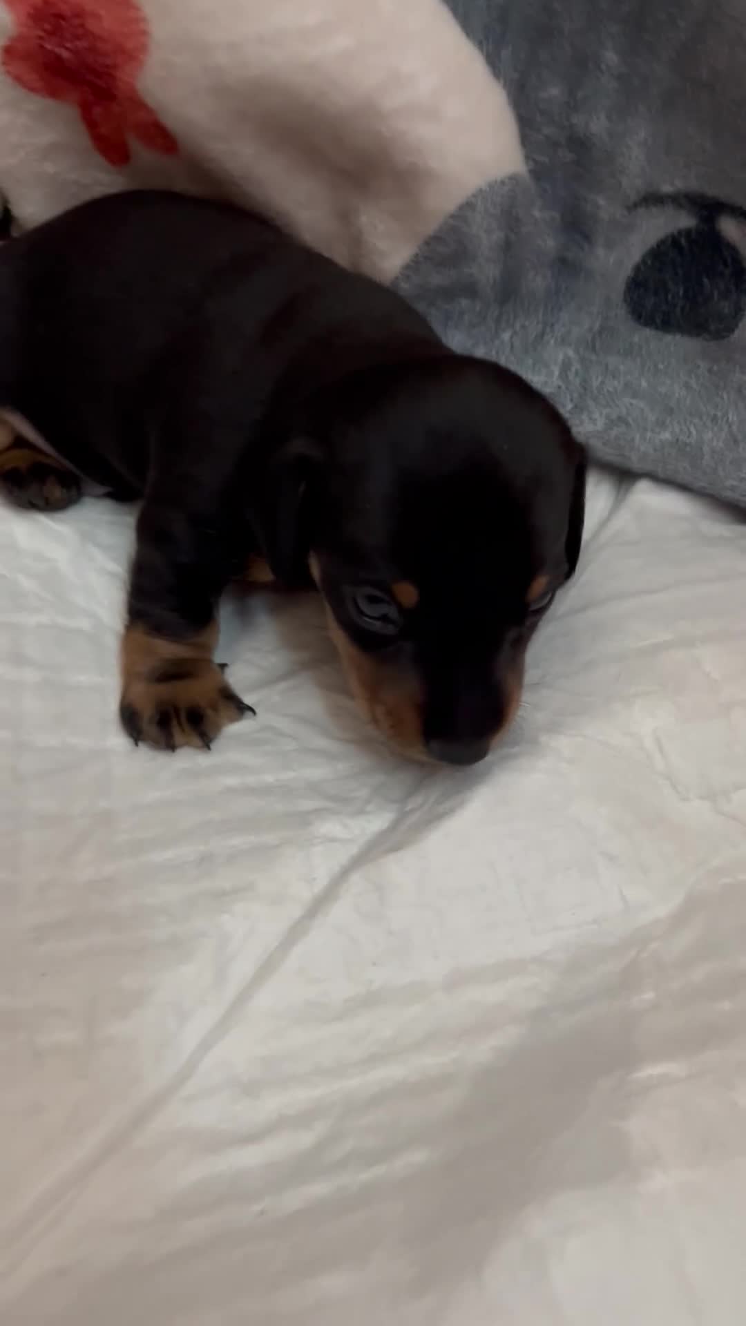 Miniature Dachshund dogs for sale: RESERVED Miniature Dachshund Puppy Black & Tan Boy - Video 1
