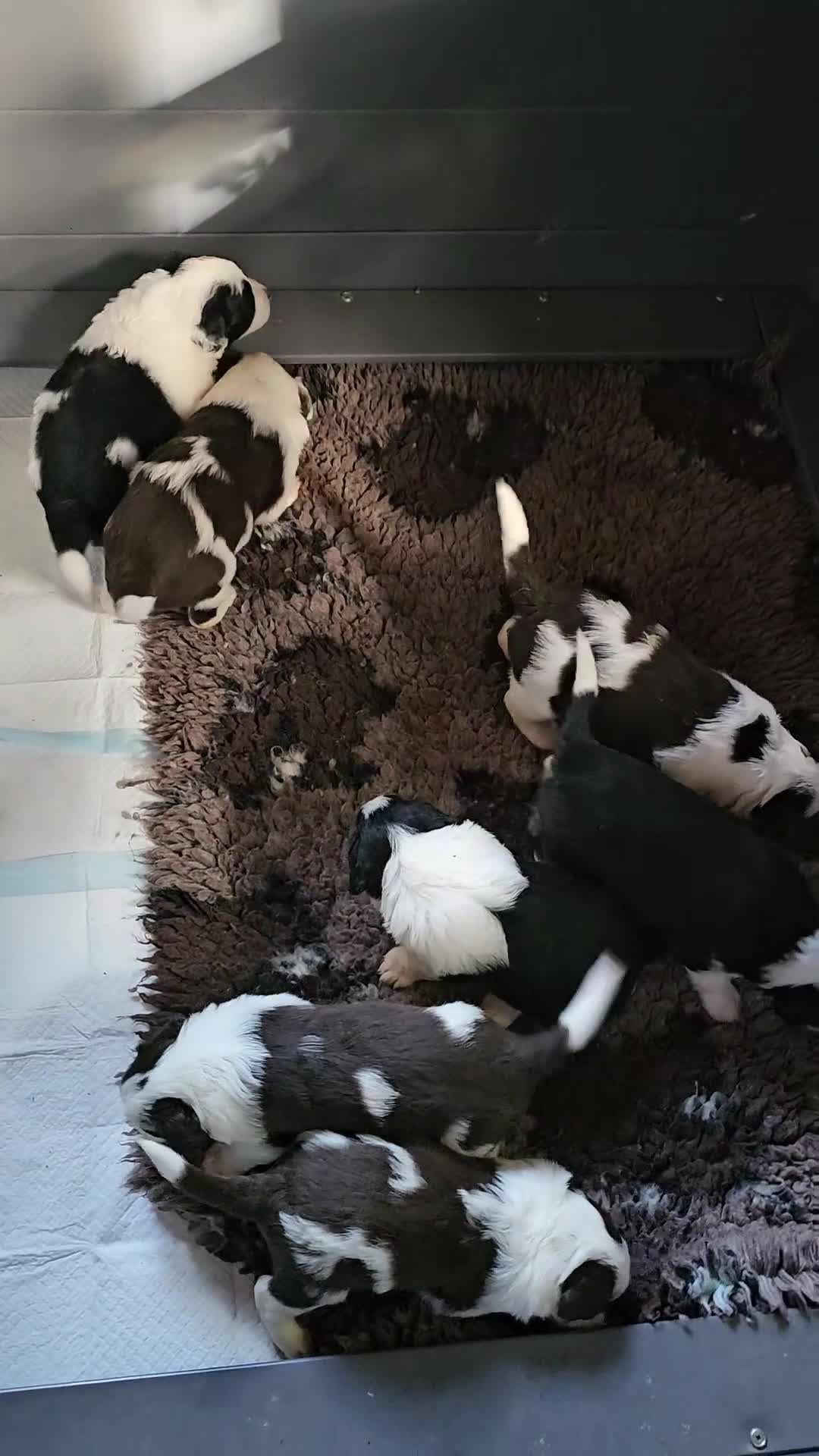 Mixed Breed dogs for sale: Handsome Black/white and brown/white boy puppies - Video 1
