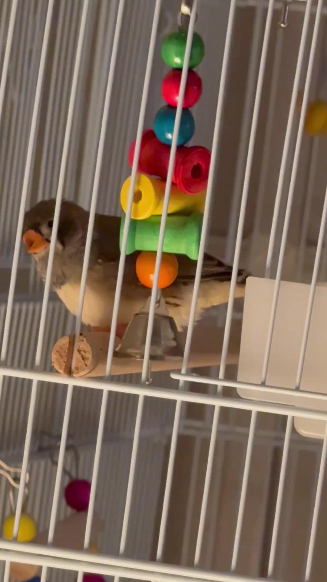 Finches birds for sale: 5 zebra finches with large cage  - Video 1