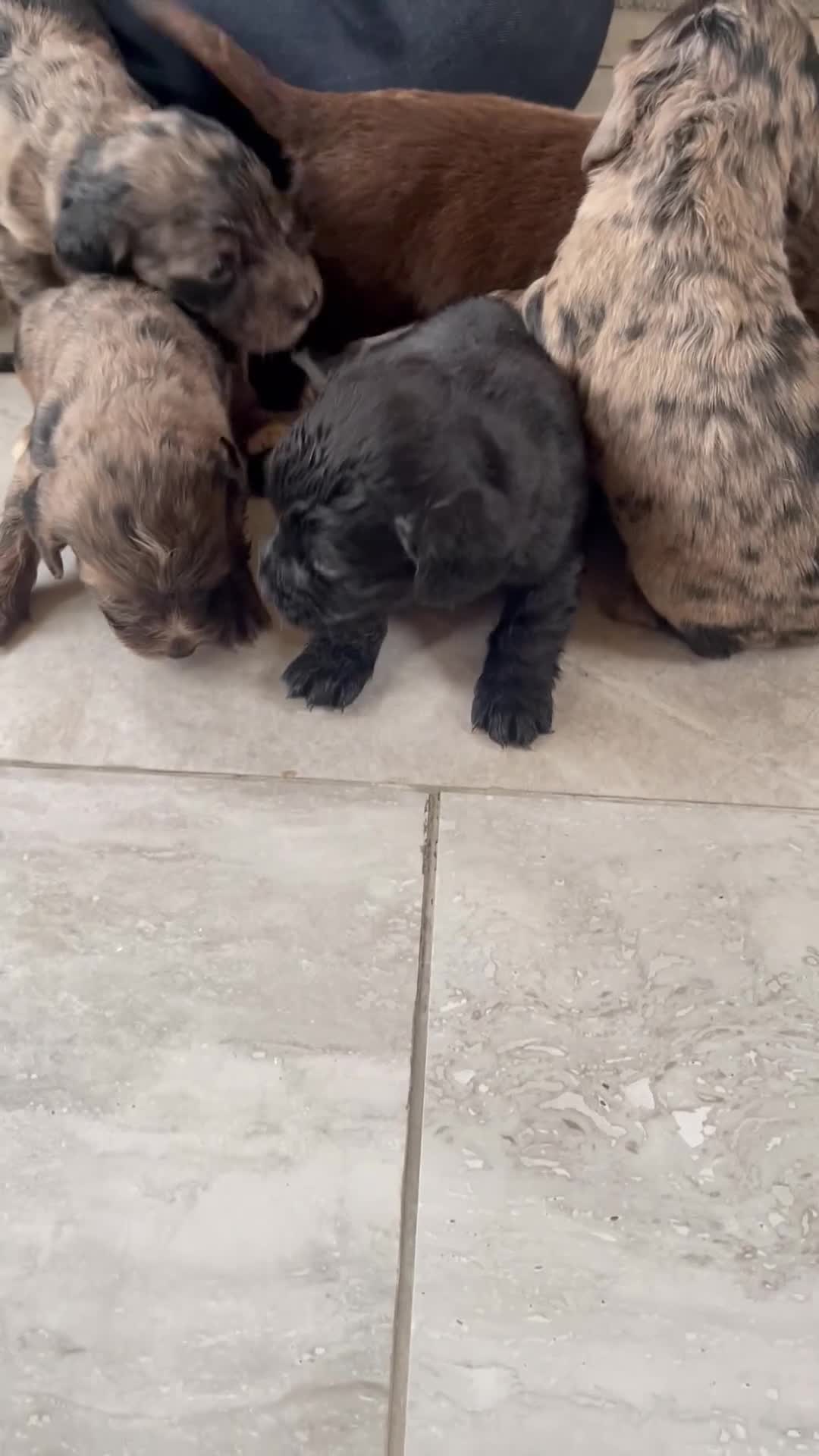 Cocker Spaniel dogs for sale: COCKER SPANIEL PUPS  ( SOLD ) - Video 4