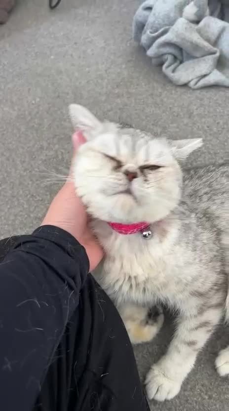 British Shorthair cats for sale: 2 year old British shorthair  - Video 1