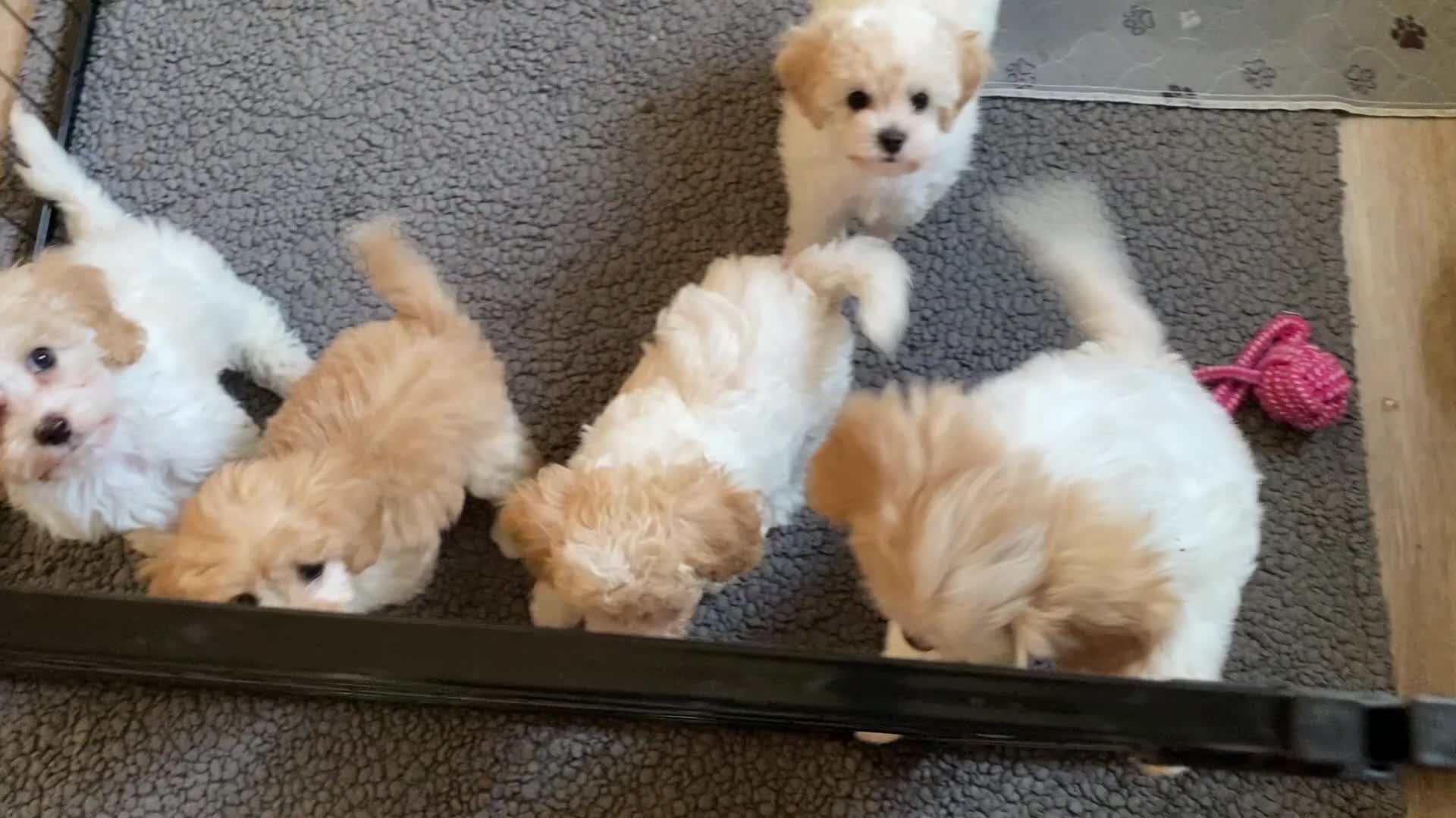 Cavapoochon dogs for sale: Cavapoochon puppies with 5 weeks free insurance   - Video 3