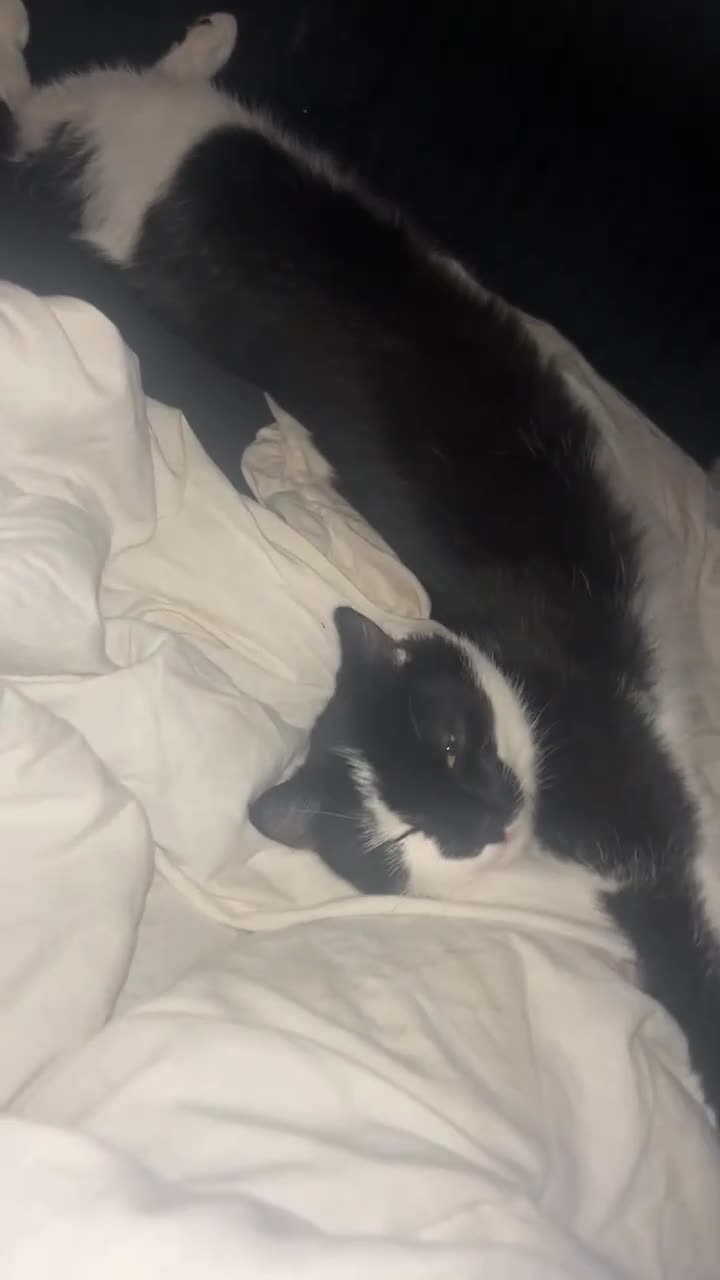 Mixed Breed cats for sale: 2 lovely girls looking for separate forever homes  - Video 2