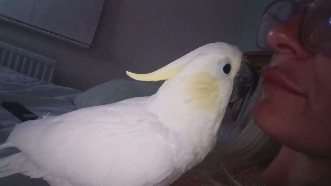 Cockatoo birds for sale: Male cockatoo  in Corby - Video 1
