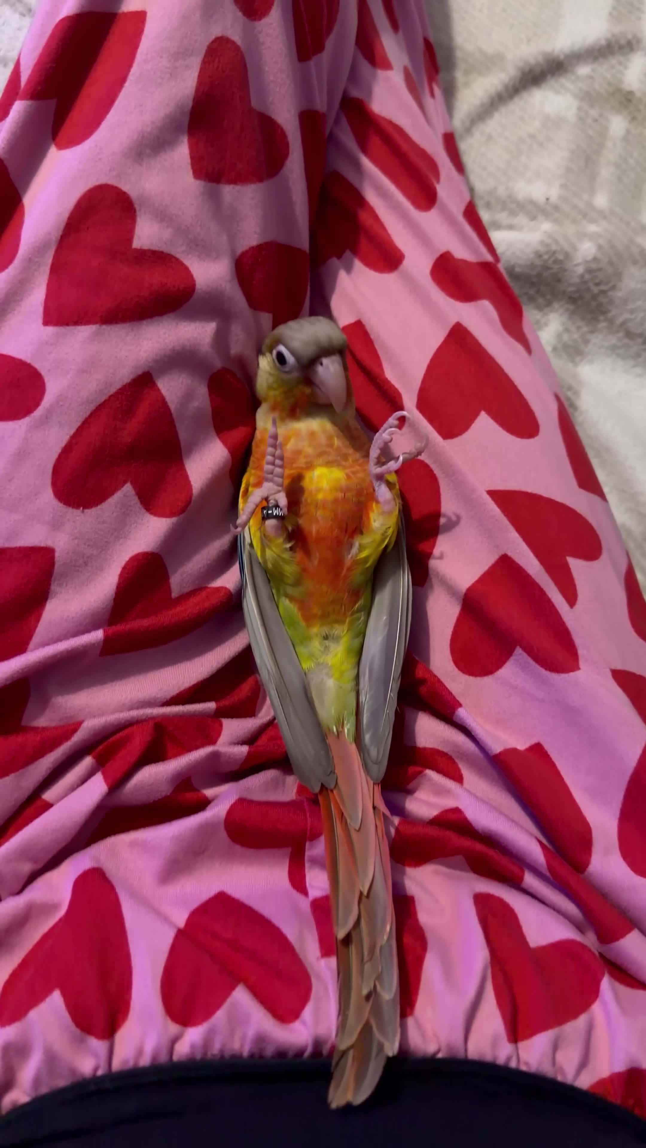Conures birds for sale: Silly super tame female conure - Video 2