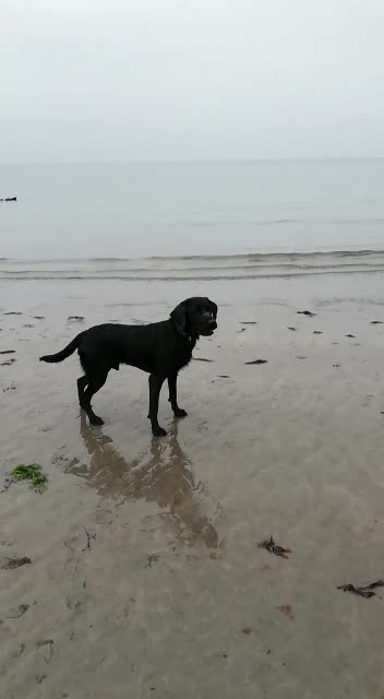 Labrador Retriever dogs for stud: PROVEN KC Registered Black Labrador for Stud Kent in Dover - Video 1