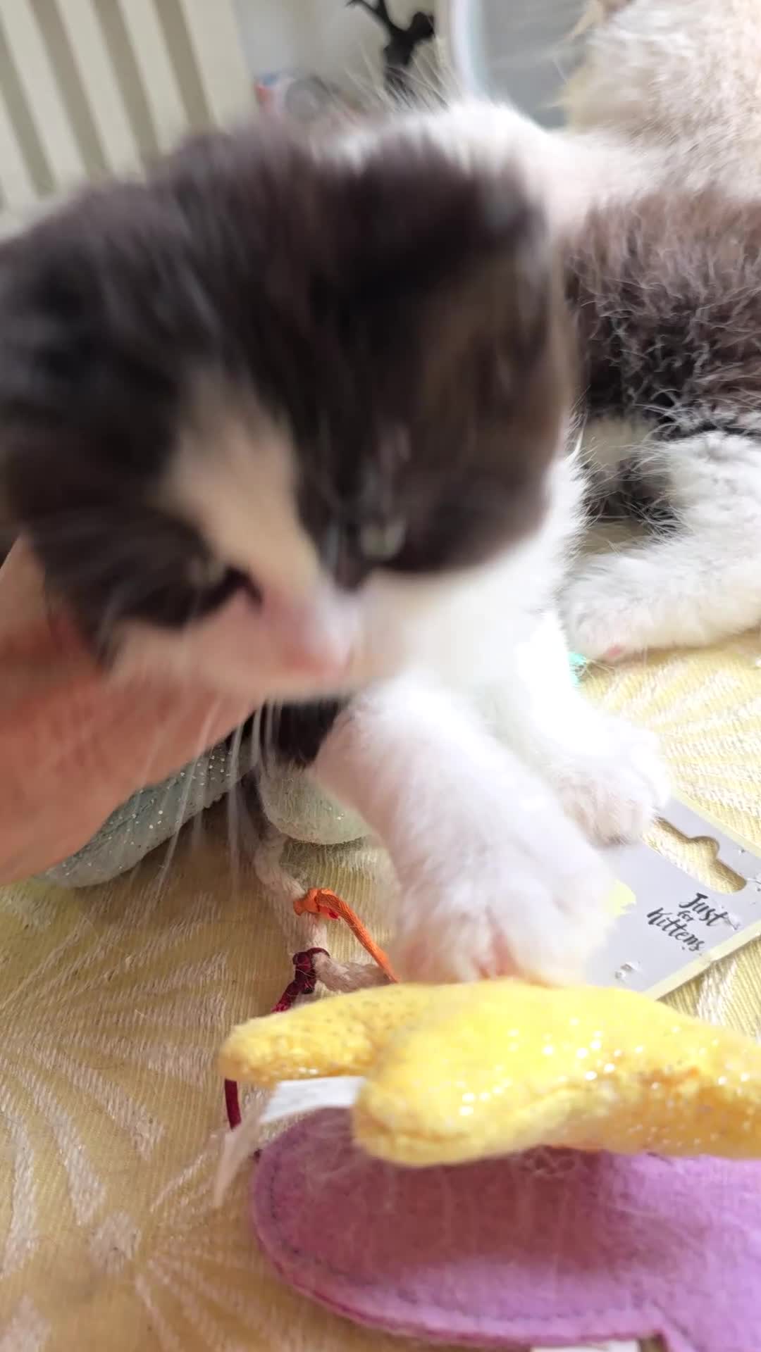 Mixed Breed cats for sale: Ragdoll/Maincoon mix - Video 4